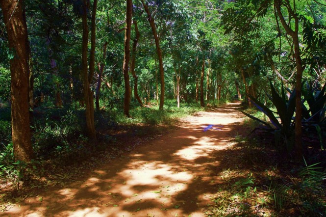 Walk through Auroville