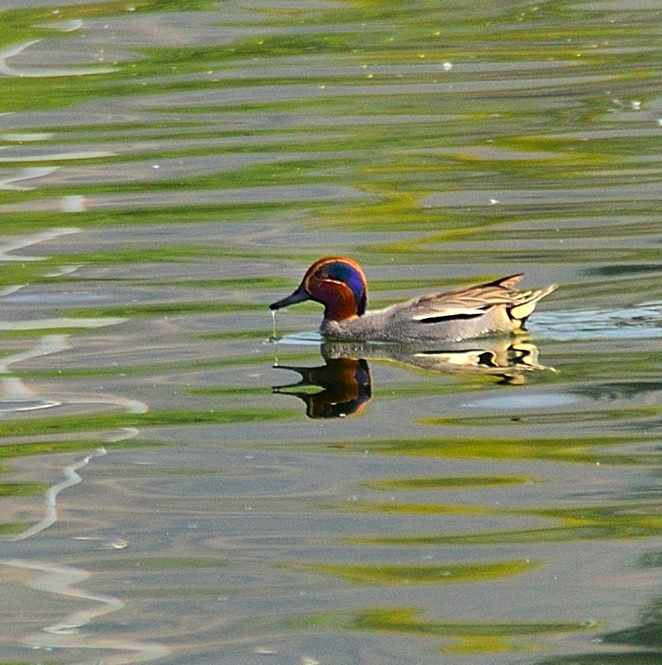 Common Teal