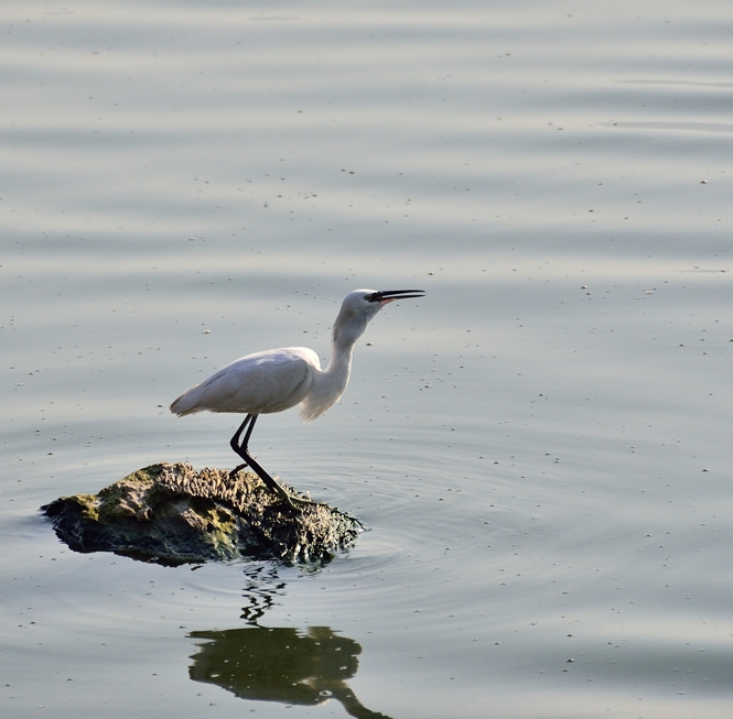 Egret