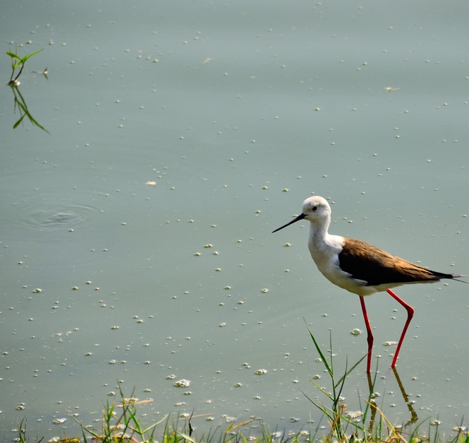 Black-winged Stilt