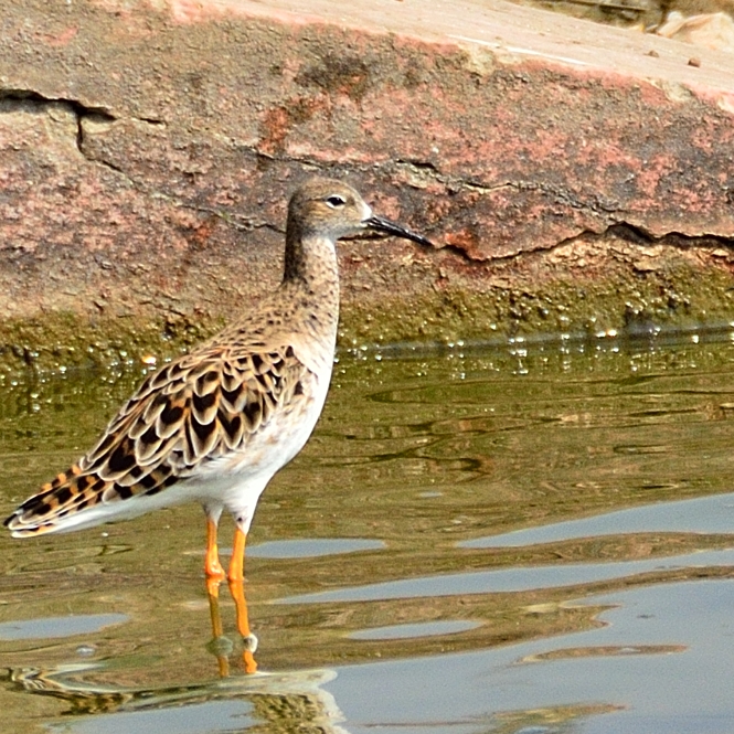 A wader