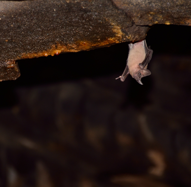 Bat at Someshwara Temple