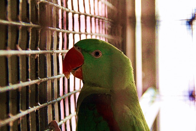 Bird hospital in Jain Mandir Temple, Delhi