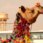 Camel at Pushkar Camel Fair