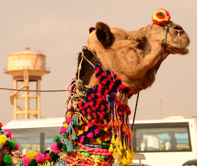 Camel at Pushkar Camel Fair
