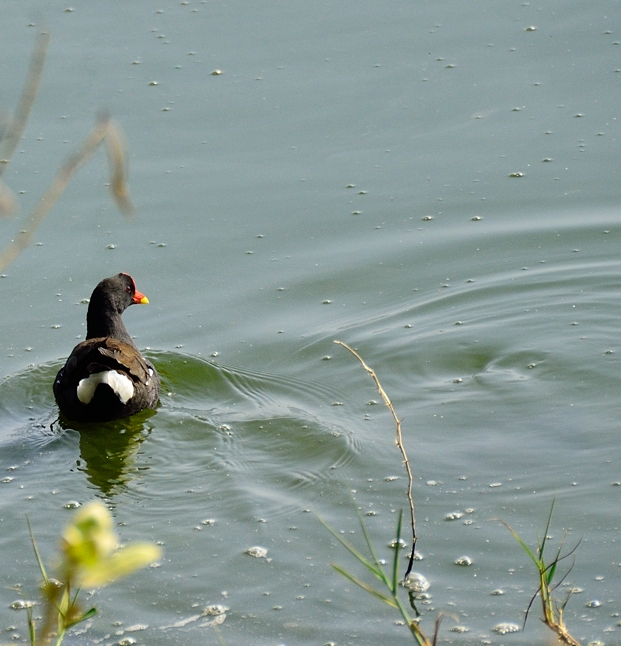 Common Moorhen