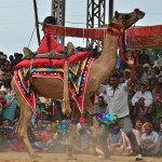 Dancing camel at Pushkar Camel Fair