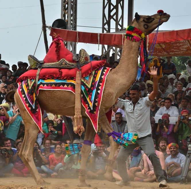 Dancing camel at Pushkar Camel Fair
