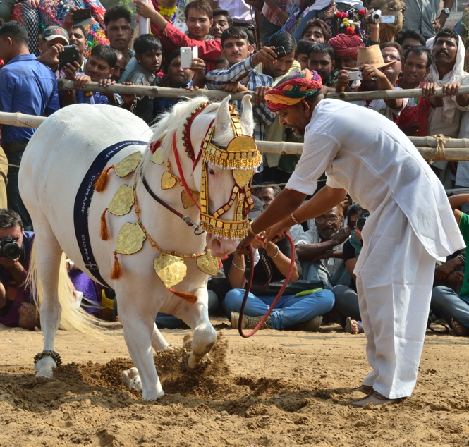 Dancing horse at Pushkar Camel Fair