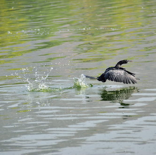 Flying cormonant