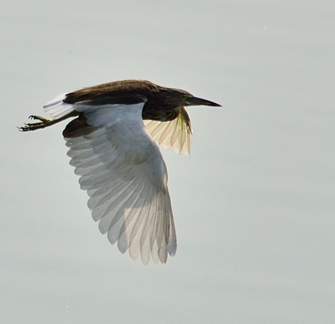 Flying Heron