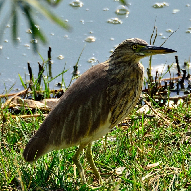 Heron