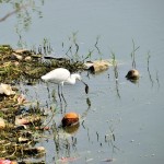 Reef Egret