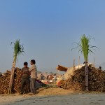 Sugarcanes at Pushkar Camel Fair