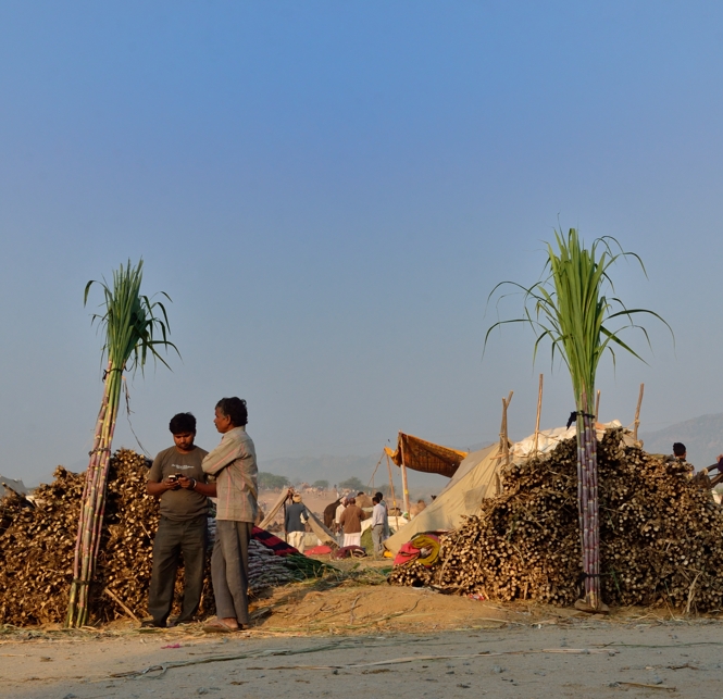 Sugarcanes at Pushkar Camel Fair