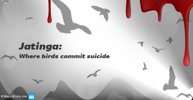 Bird's suicide at Jatinga