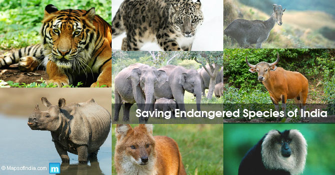 Top 195 + Endangered species of animals in india - Inoticia.net