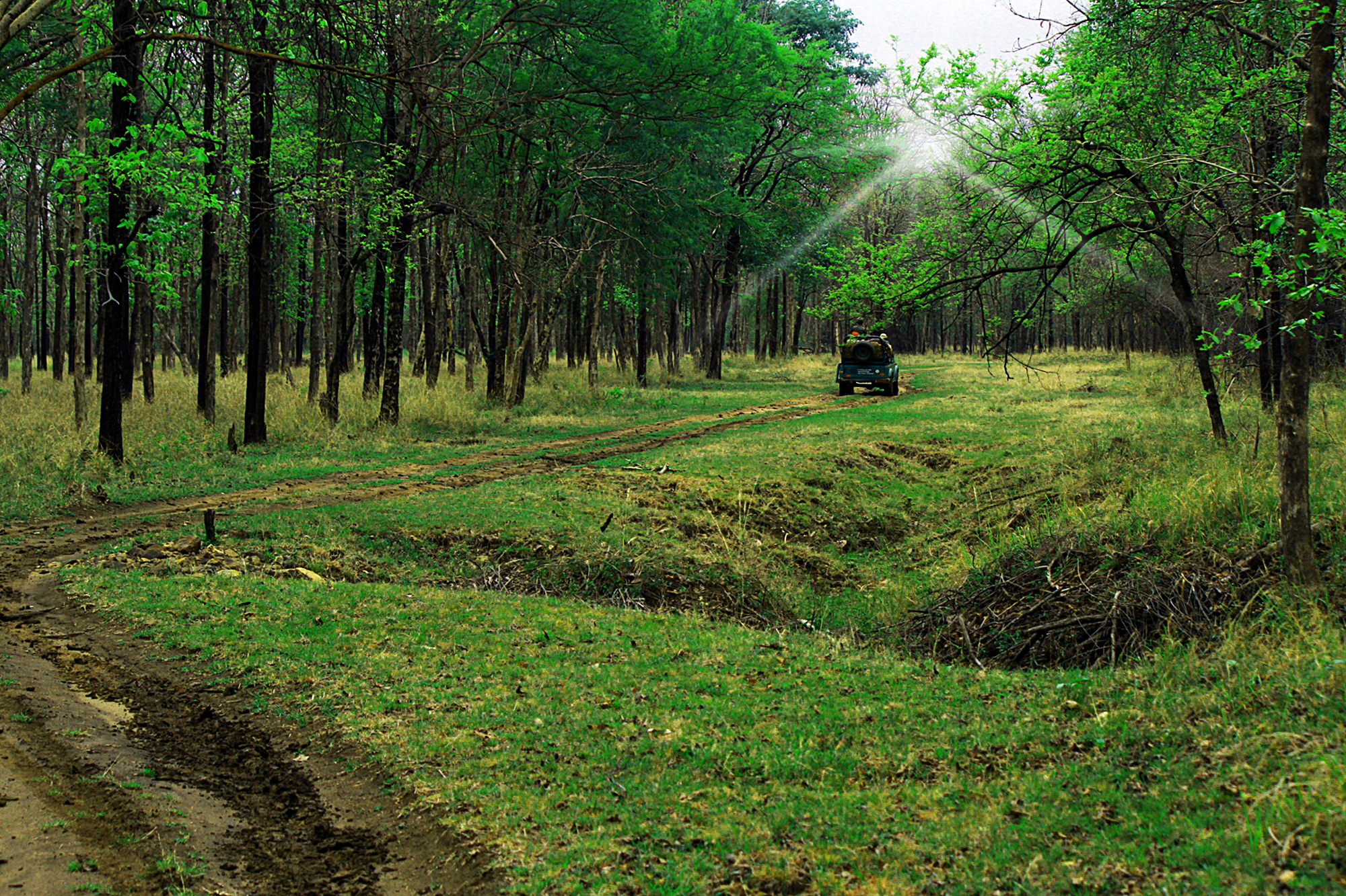 Lovely green and dense Satpura National Park