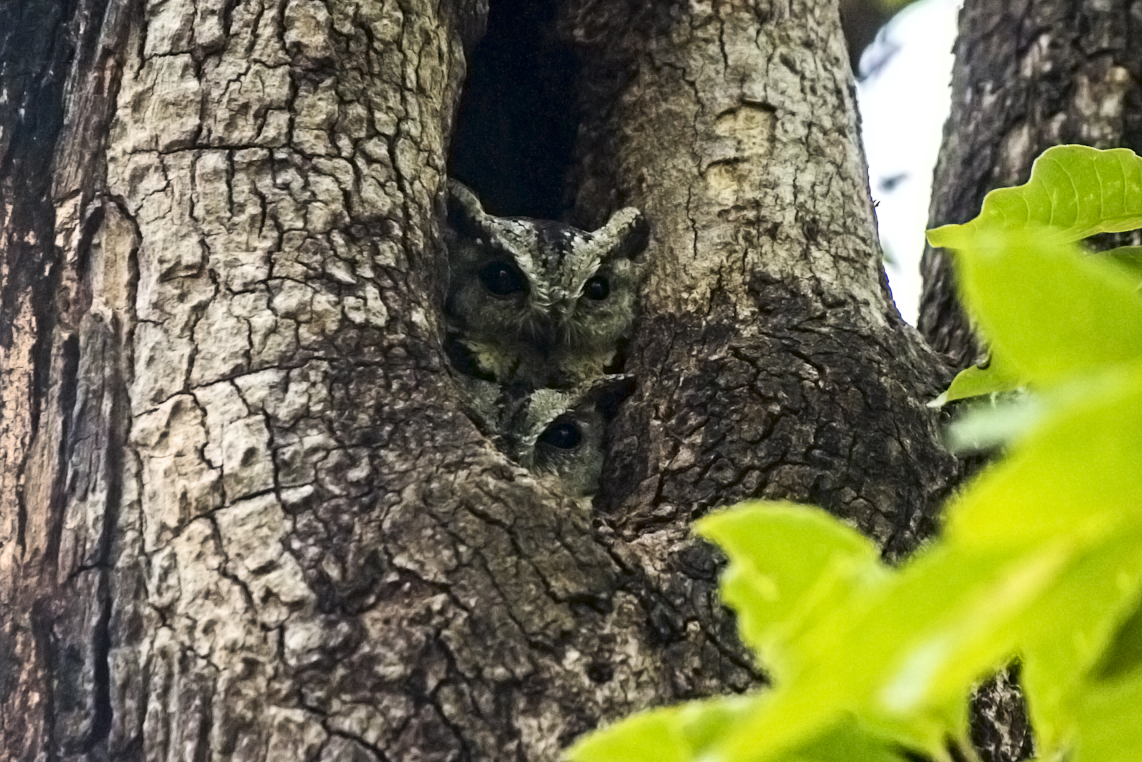 Eurasian Eagle owl peeking across the house as we pass by our safari.