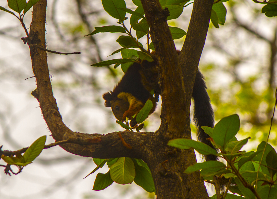 Spotted lovely red and golden hands Malabar squirrel during the safari.