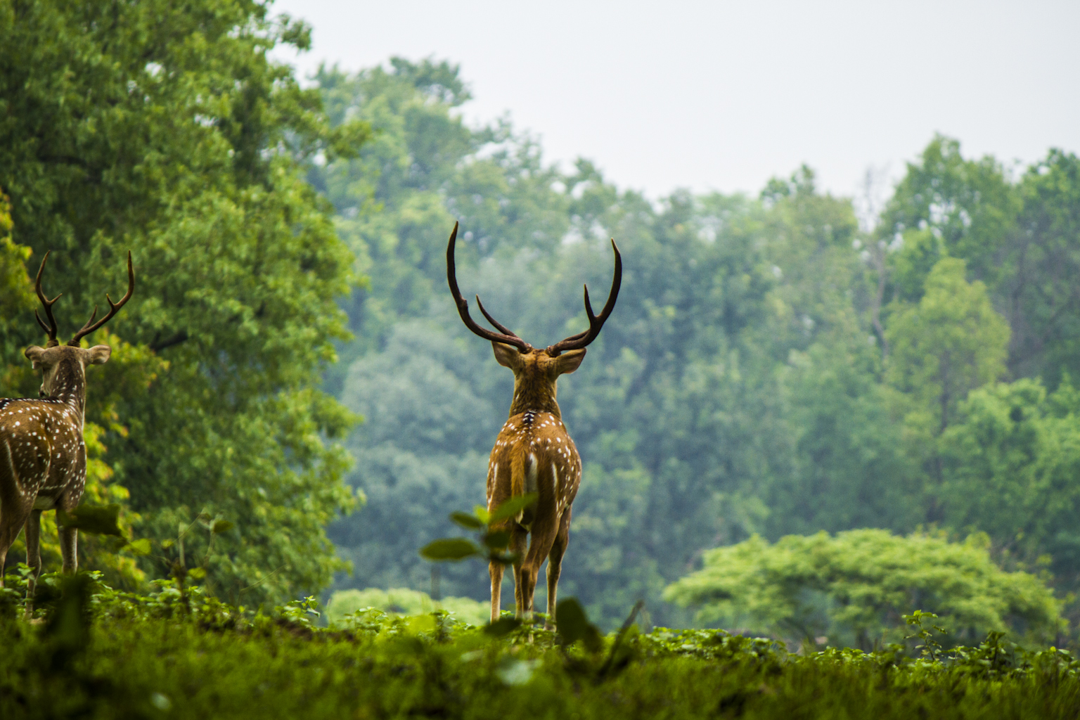 Male Chittal (Indian Deer)  watching the heard from distance
