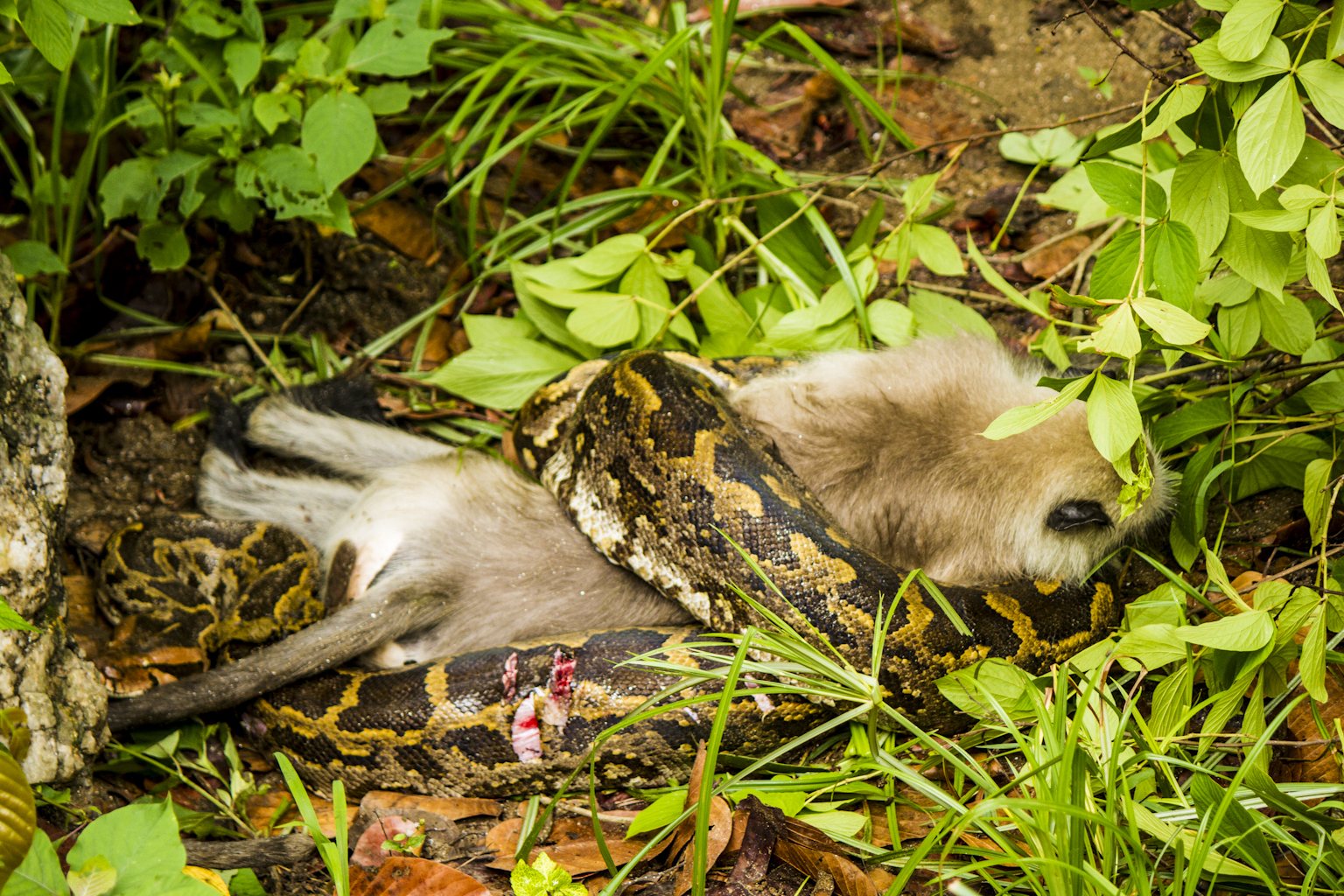 Pythong hat hunt langur (Monkey) and was resting after the fight. 