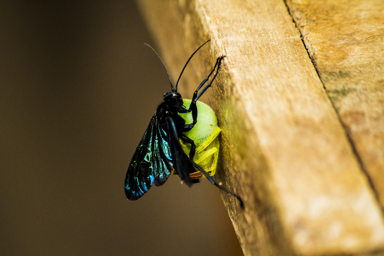 A fly carries a green spider for its long meal for moonsoon.