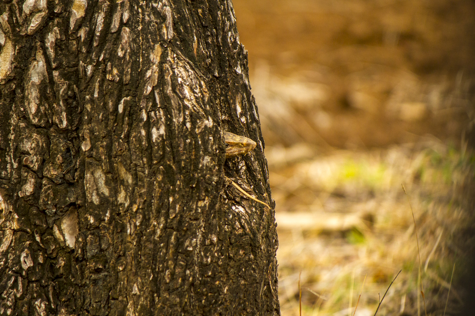 Monitor Lizard Peeping out !