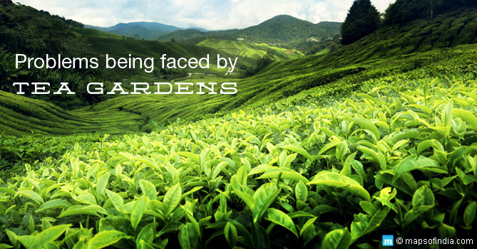 Tea Gardens in North East India