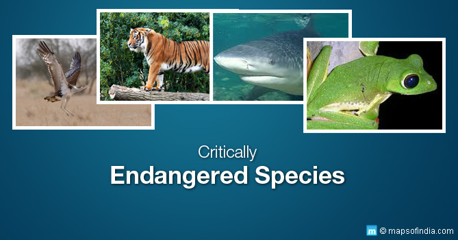 Critically Endangered Animal Species In India
