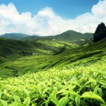 ooty