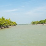 sunderban