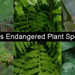 Endangered Plant Species in India