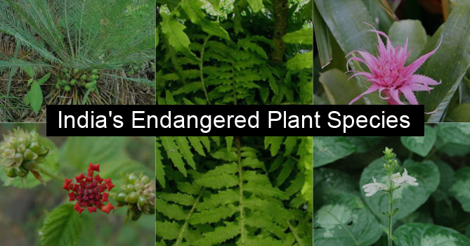 Endangered Species of Plants in India