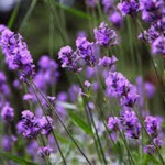 Lavender Medicinal Plant Benefits and Uses