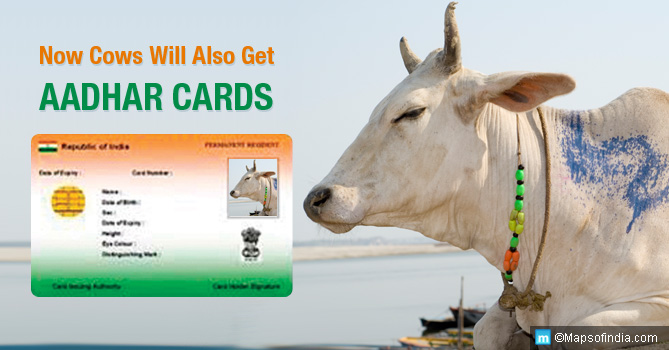 cows-will-also-get-aadhar-cards