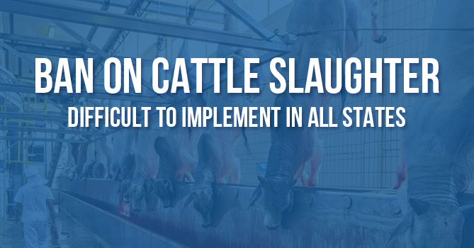 ban on cattle slaughter