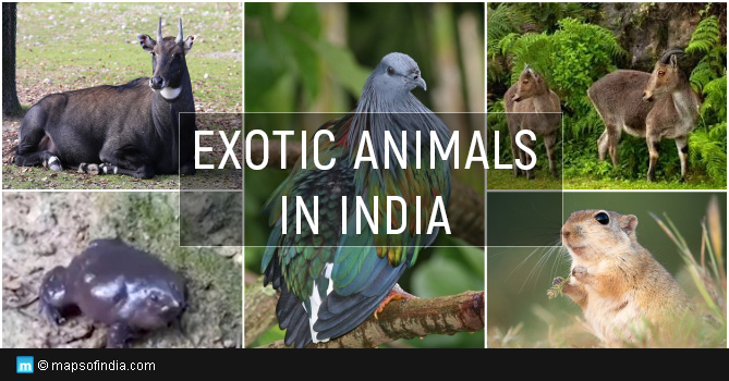 Exotic Animals in India