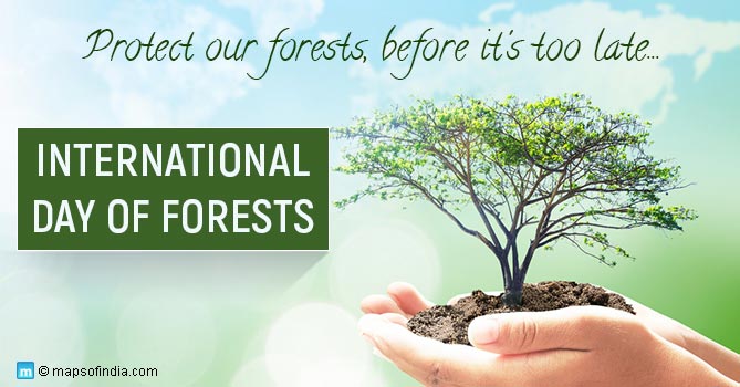 International forest day