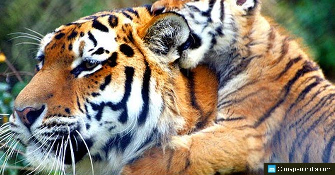 Top 5 Weekend Getaways for Delhiites Sariska Tiger Reserve