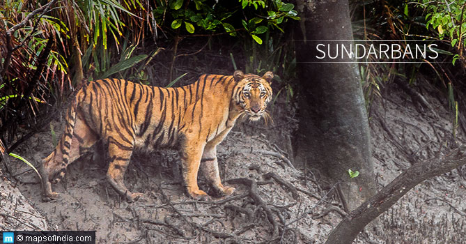 Sundarbans: For a “Wild Wild” Weekend