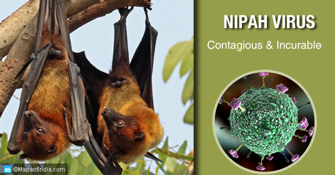 Nipah Virus: Contagious & Incurable