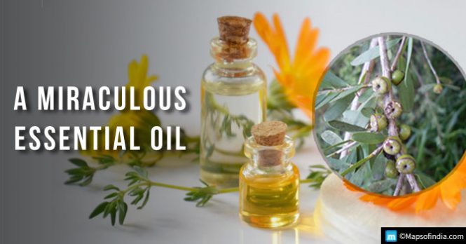 34 Incredible Tea Tree Oil Uses & Benefits - India