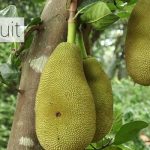 The-Indian-Superfoods-7