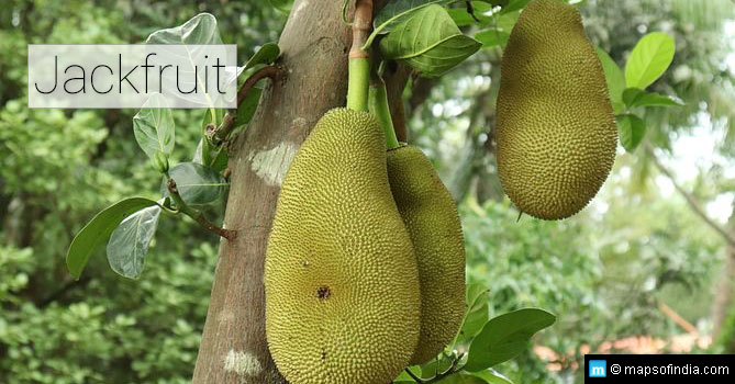 Jackfruit