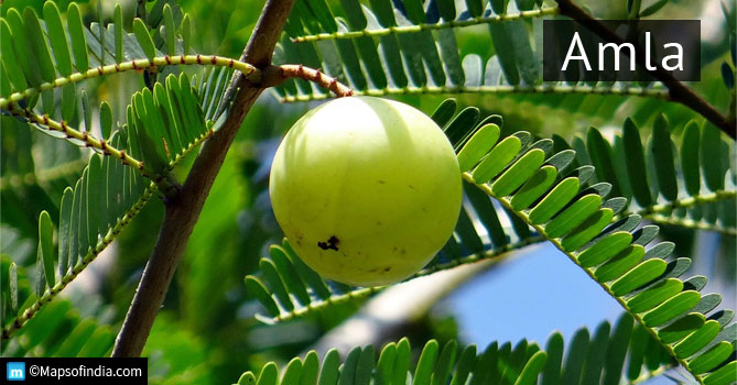 Amla