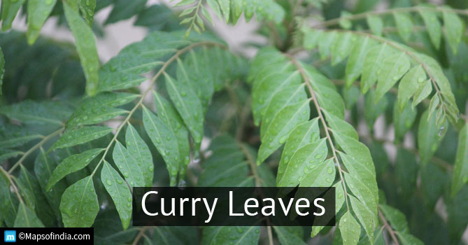 What Are Curry Leaves And Its Benefits? - Health