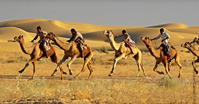 Pushkar camel fair