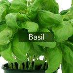 Basil