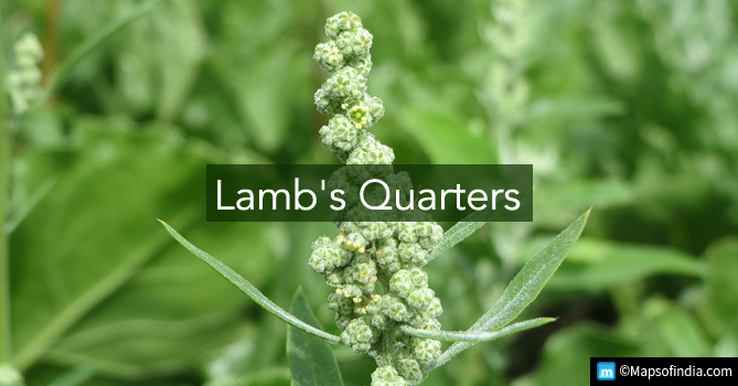 Lamb's Quarters - Green Vegetable